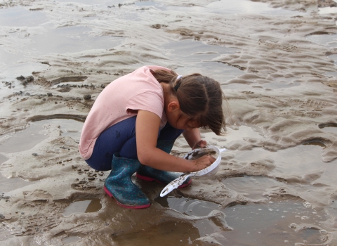 Mud dipping