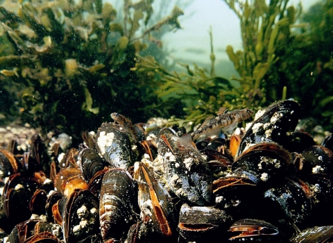 Mussels underwater © Paul Naylor
