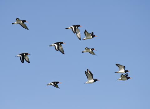 Oystercatchers in flight ©Terry Whittaker/2020VISION