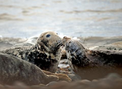 Grey seals touching noses © Lindsey Dickings/NW Evening Mail