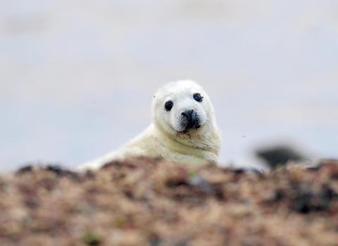 Seal pup on Walney ©Lindsay Dickings/NW Evening Mail