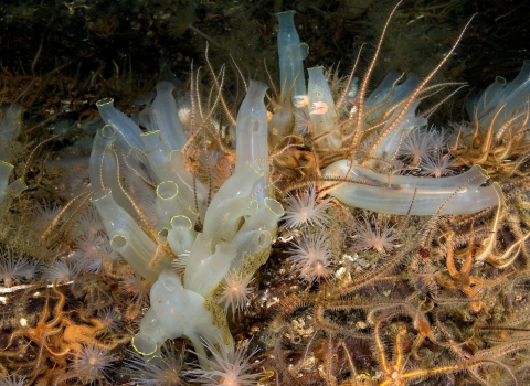 Sea squirts and brittlestars © Paul Naylor