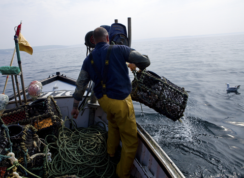 Fisherman hauling lobster pot onto his boat © Toby Roxburgh/2020VISION