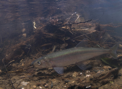 European smelt © Jack Perks