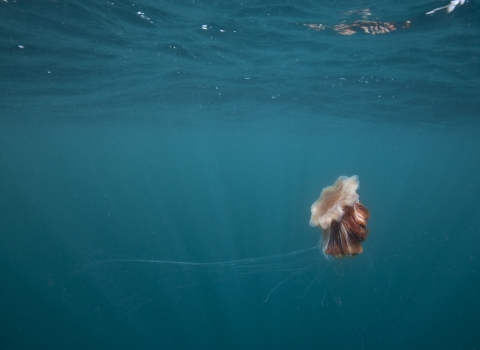 Lions mane jellyfish © Alexander Mustard/2020VISION