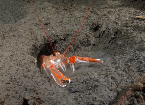 Dublin Bay prawn ©Paul Naylor