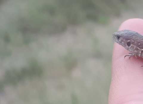 Sand Lizard Reintroduction 