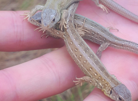 Sand Lizard Reintroduction