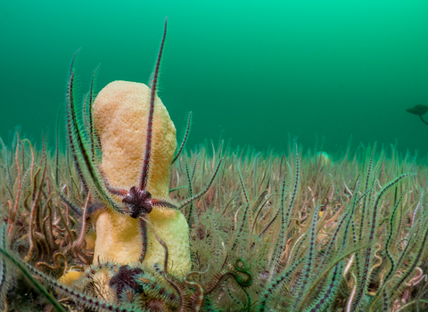 Brittle Star and sponge Dan Bolt