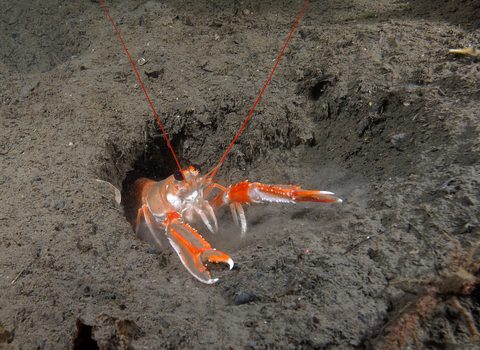 Scampi/ langoustine/ Dublin bay prawn underwater