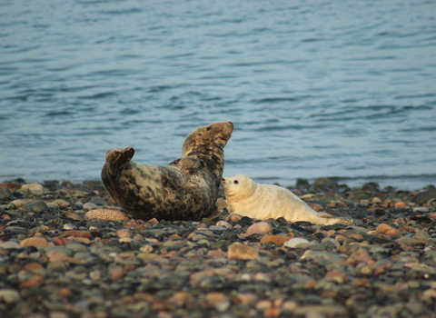 First seal pup of the 2021 season