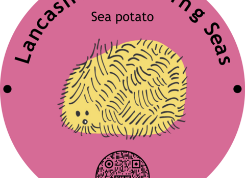Sea Potato graphic for Lancashire's Living Sea Wildlife Trail Map