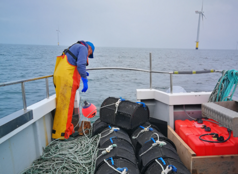 Fisherman releasing creels into the sea near to an offshore wind farm