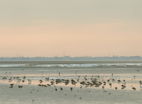 Ducks and waders feeding on mudflats, Morecambe Bay