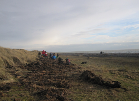 Group of people litter picking along the strandline