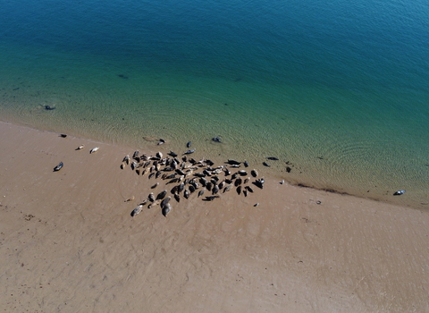 An aerial photo of a group of grey seals on the shore 