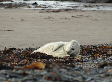 A seal pup lying on its side, on a shingle beach with brown seaweed.
