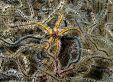 A mass of common brittlestars, with one bright yellow brittlestar in the middle.