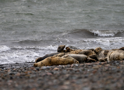 A group of grey seals lying on a shingle beach by the shoreline.