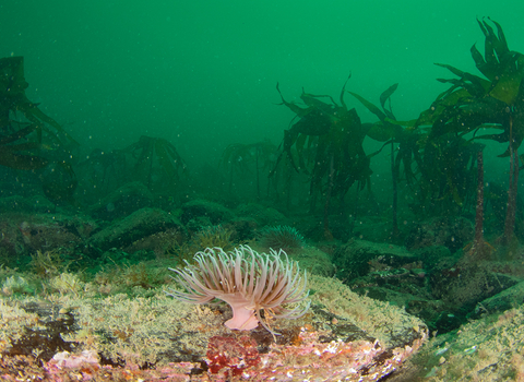 Snakelock anemone attached to a rock with kelp in the background