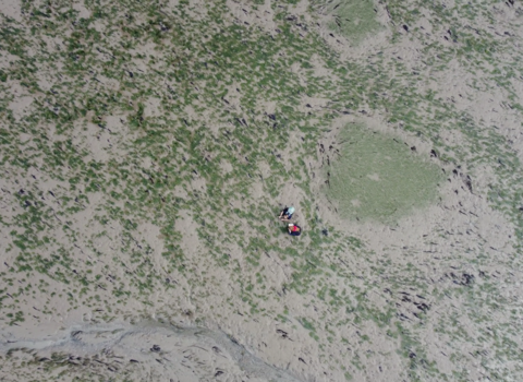 A birds eye view of two people surveying a seagrass bed.