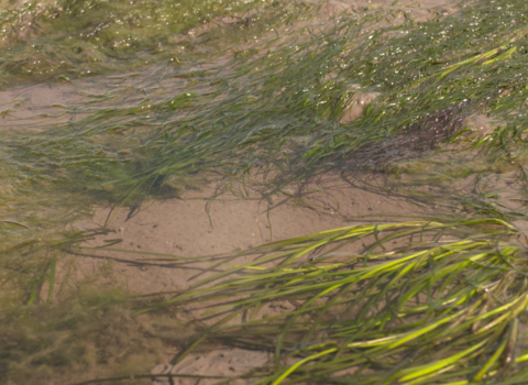 A close up of Zostera noltii and Zostera marina at low tide