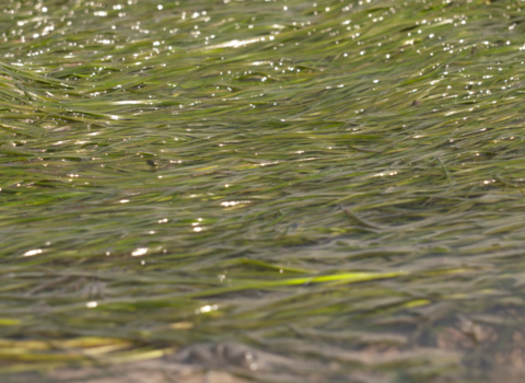 A close-up shot of dense dwarf eelgrass.