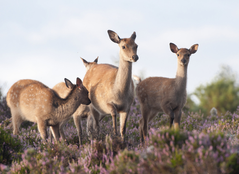 Four sika deer standing amongst the pink flowers of heather, with blue sky above them