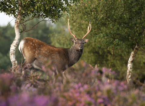 A sika deer stag, with white spots on its rich red-brown fur, stands amongst the pink flowers of heather, with silver birches in the background