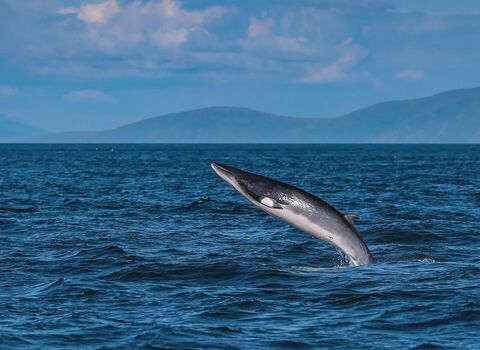 Minke whale breaching off Rue point Rathin Island