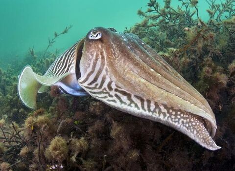 Common cuttlefish