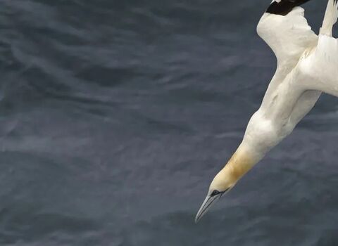Gannet