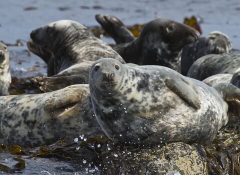Grey seal campaign