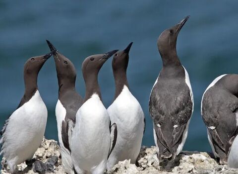 Guillemot