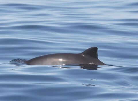 Harbour porpoise