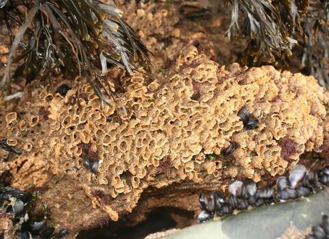 Honeycomb worm Julie Hatcher Dorset WT