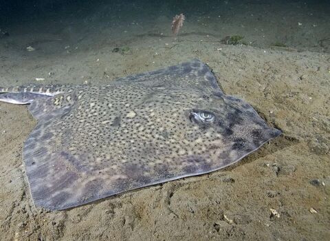 Thornback ray