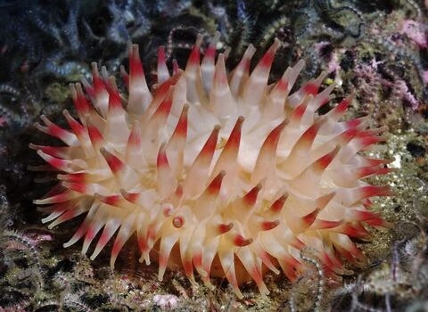 Dahlia anemone