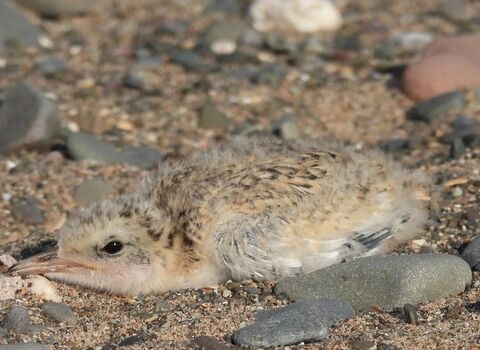 Little tern chick south walney