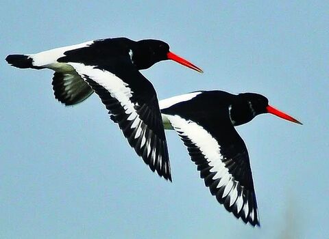 Oystercatchers-c-Steve-Waterhouse