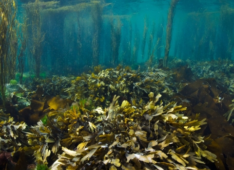 A meadow of seaweeds - Alexander Mustard/2020VISION
